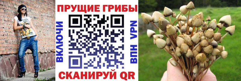 где купить наркоту  Ясногорск  Псилоцибиновые грибы ЛСД 